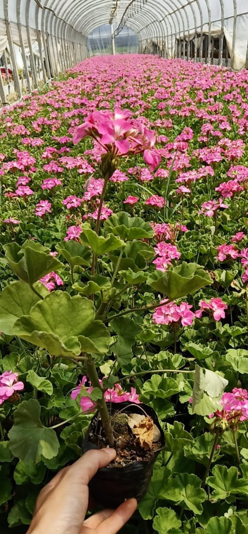 天竹葵，云南天竺葵，苗圃直销，欢迎实地苗圃考察