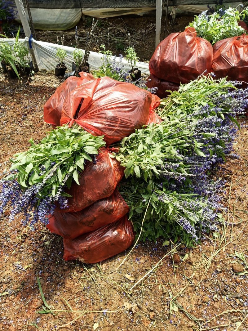 鼠尾草，蓝花鼠尾草，蓝花鼠尾草小杯苗，蓝花鼠尾草苗圃直销