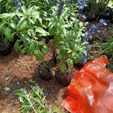 鼠尾草，蓝花鼠尾草，蓝花鼠尾草小杯苗，蓝花鼠尾草苗圃直销