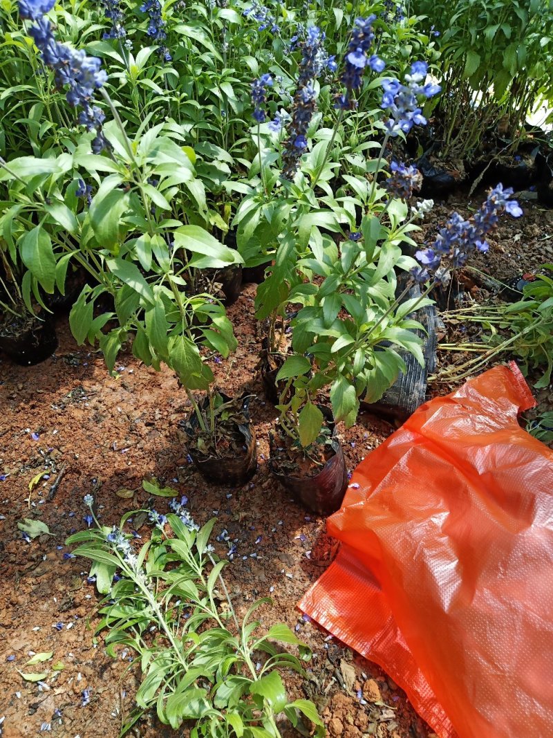 鼠尾草，蓝花鼠尾草，蓝花鼠尾草小杯苗，蓝花鼠尾草苗圃直销