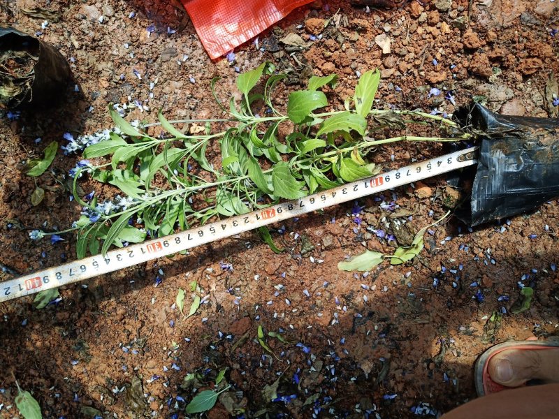 鼠尾草，蓝花鼠尾草，蓝花鼠尾草小杯苗，蓝花鼠尾草苗圃直销