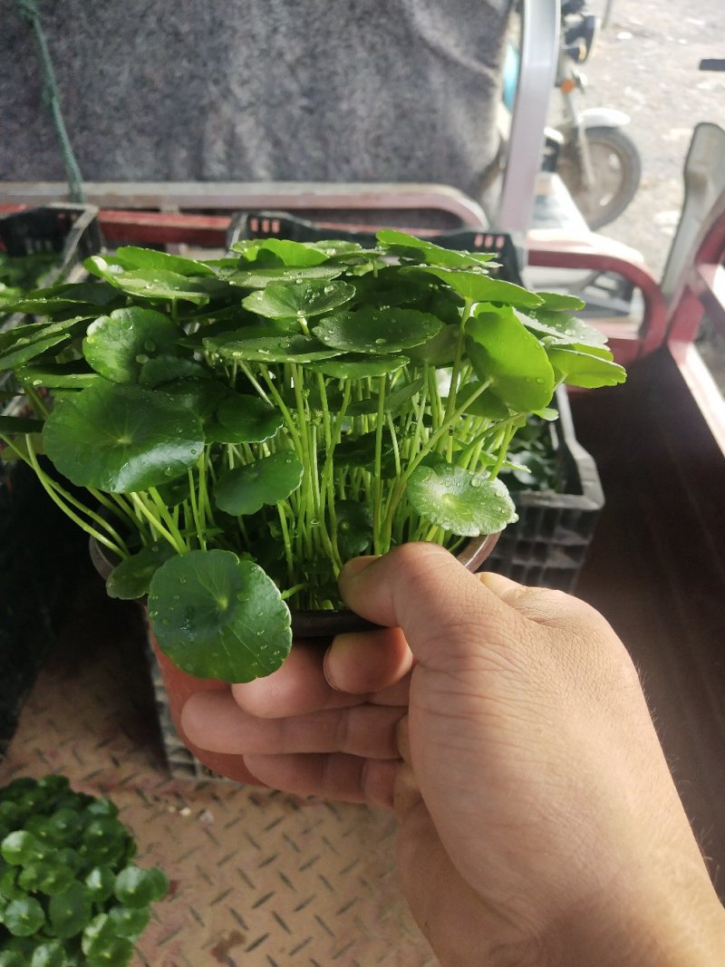 铜钱草，铜钱草根