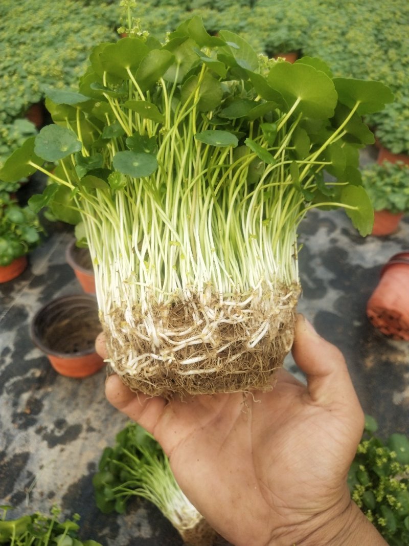铜钱草，铜钱草根
