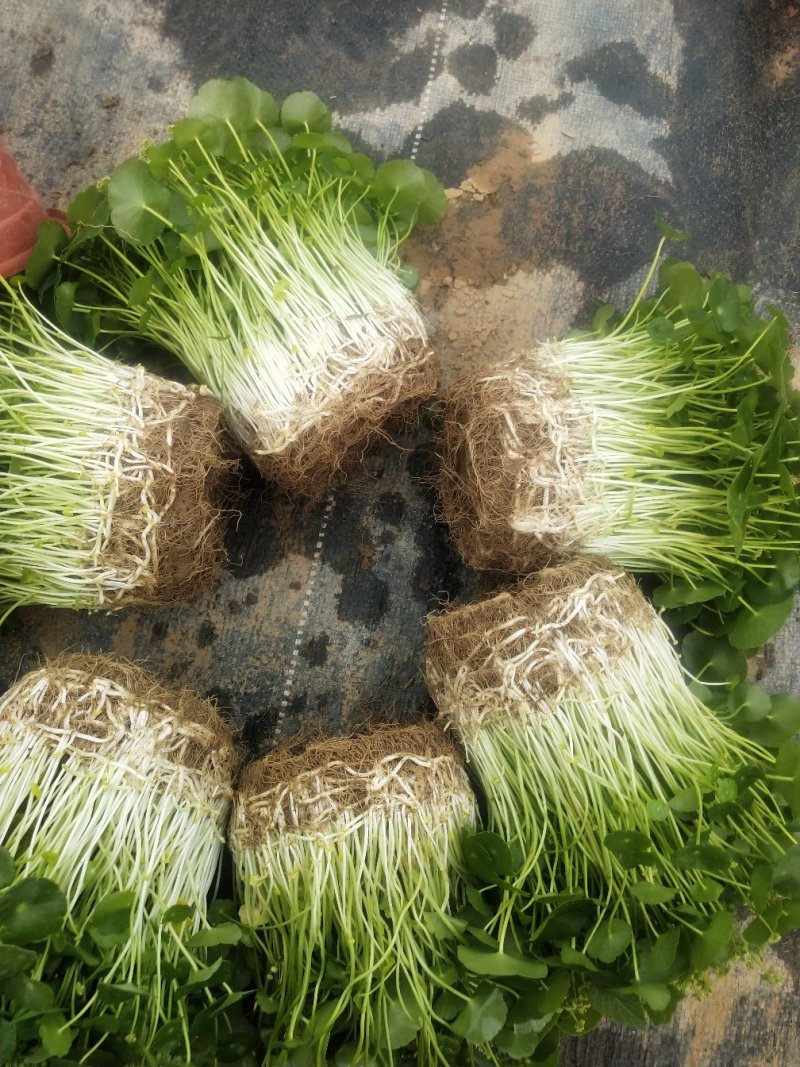 铜钱草，铜钱草根
