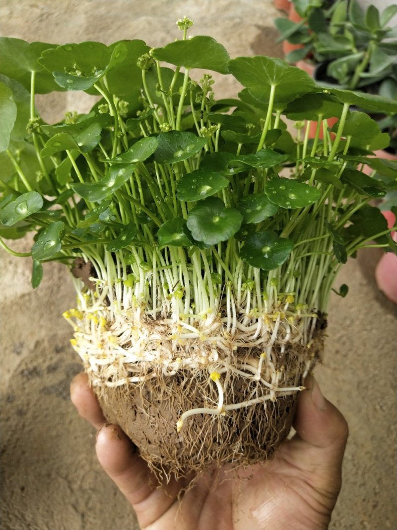 铜钱草，铜钱草根