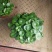 铜钱草，铜钱草根
