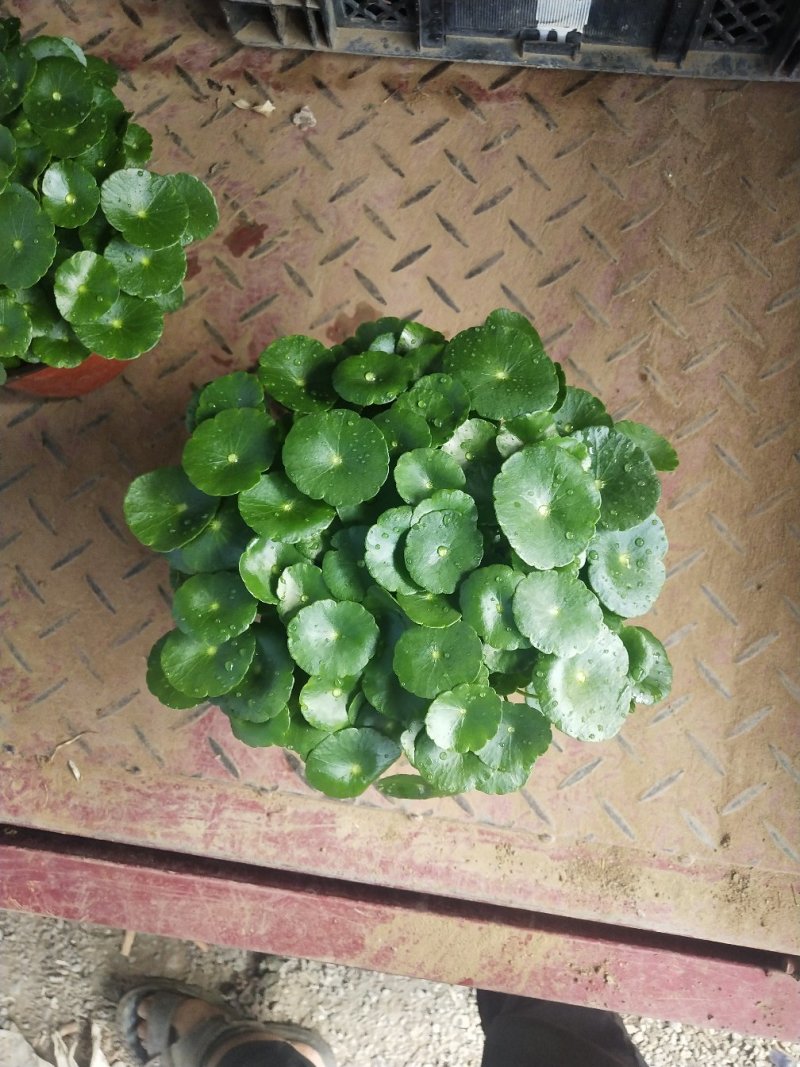 铜钱草，铜钱草根