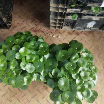 铜钱草，铜钱草根