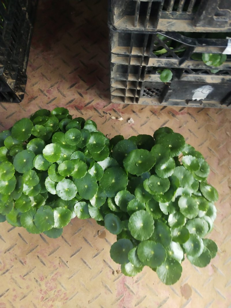 铜钱草，铜钱草根