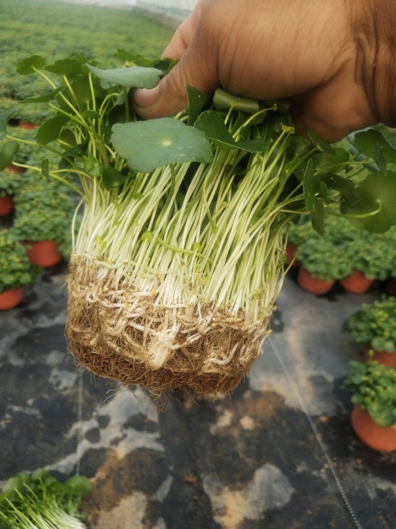 铜钱草，铜钱草根