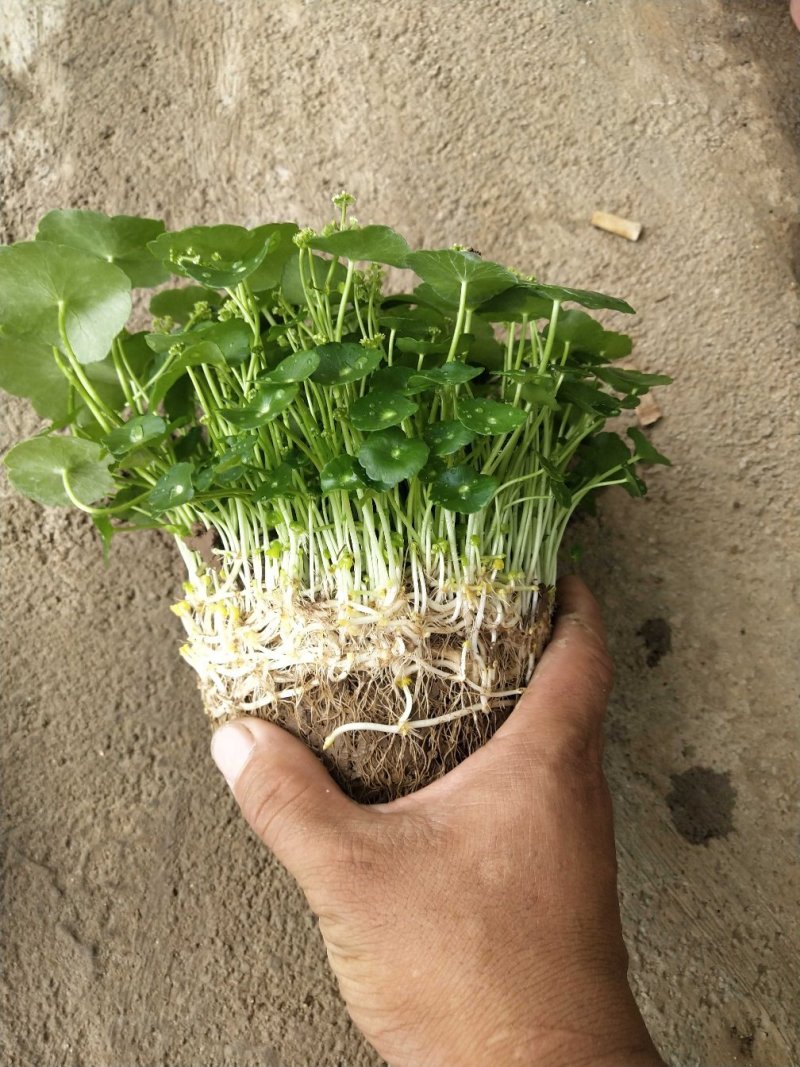 铜钱草，铜钱草根