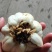 龙山鲜百合现大量上市！欢迎来电咨询！