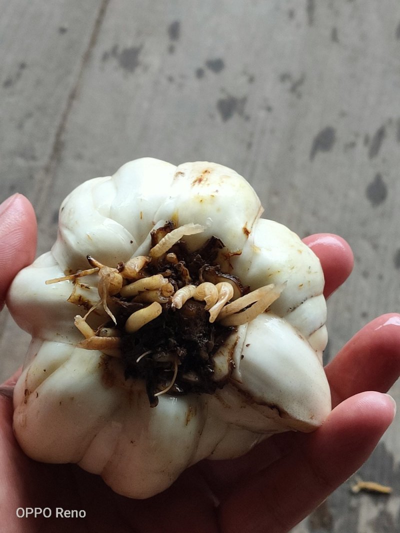 龙山鲜百合现大量上市！欢迎来电咨询！