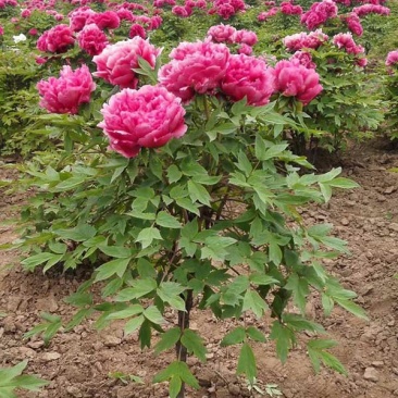 常年批发零售牡丹花种苗价格优惠，品质好发芽率高。全国邮购