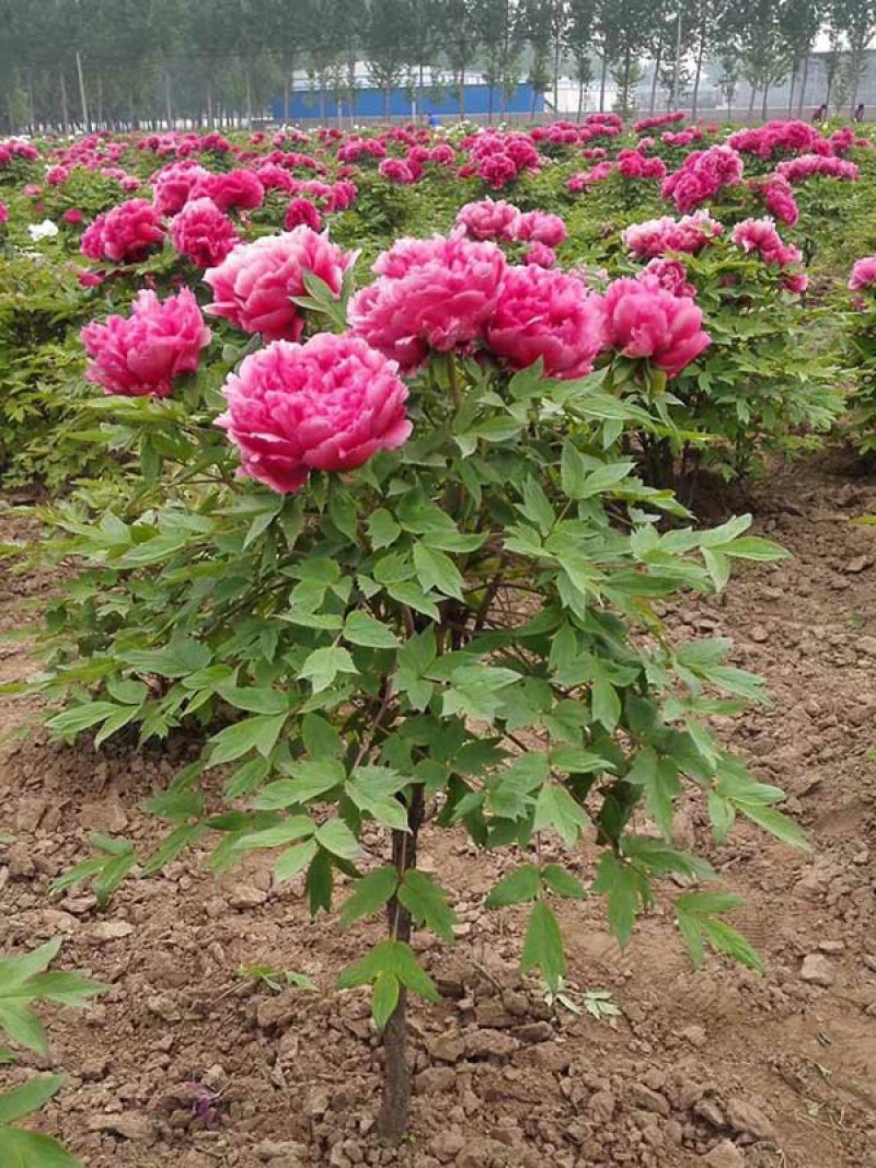 常年批发零售牡丹花种苗价格优惠，品质好发芽率高。全国邮购
