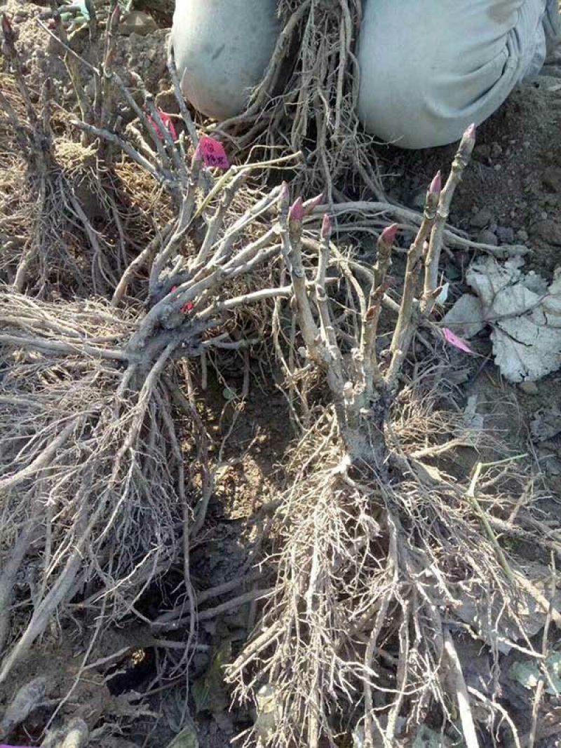 常年批发零售牡丹花种苗价格优惠，品质好发芽率高。全国邮购