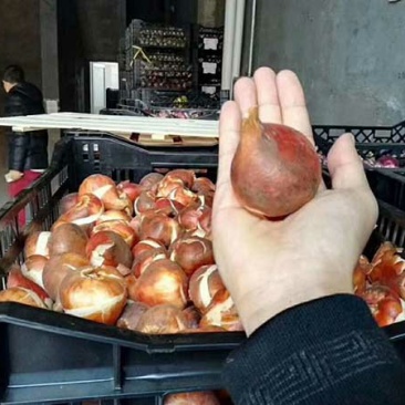 常年批发零售水仙种苗价格优惠，品质好发芽率高提供水仙种植