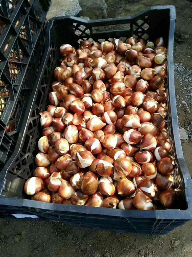 常年批发零售水仙种苗价格优惠，品质好发芽率高提供水仙种植