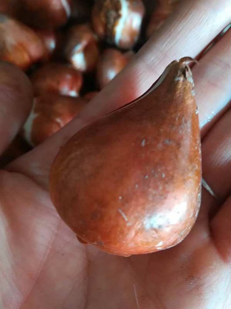 常年批发零售水仙种苗价格优惠，品质好发芽率高提供水仙种植
