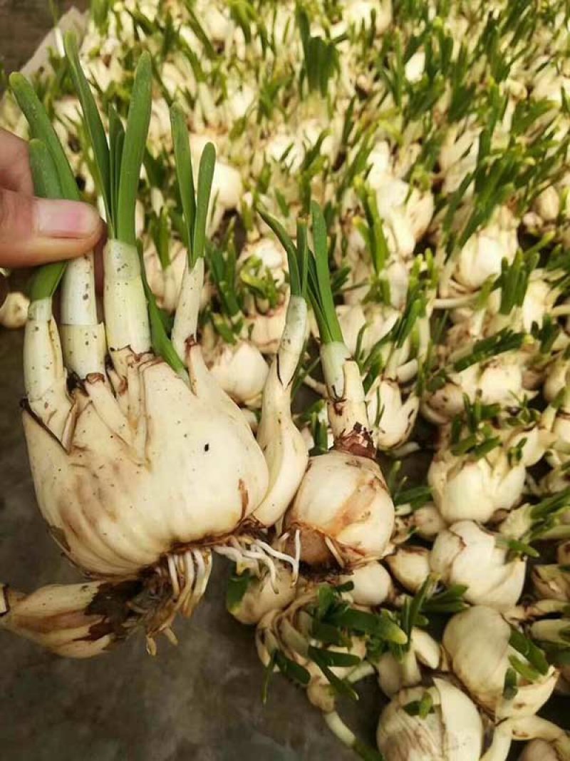 常年批发零售水仙种苗价格优惠，品质好发芽率高提供水仙种植