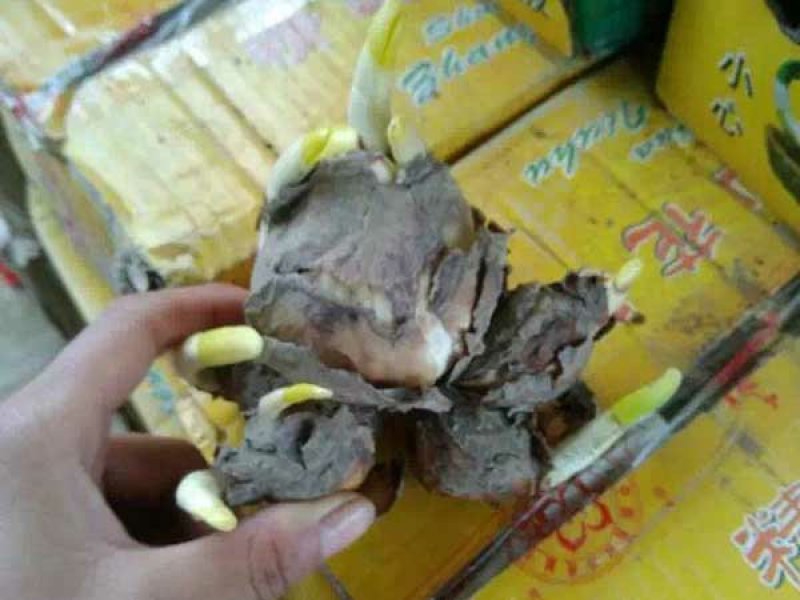 常年批发零售水仙种苗价格优惠，品质好发芽率高提供水仙种植