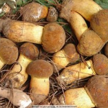 野生菌，