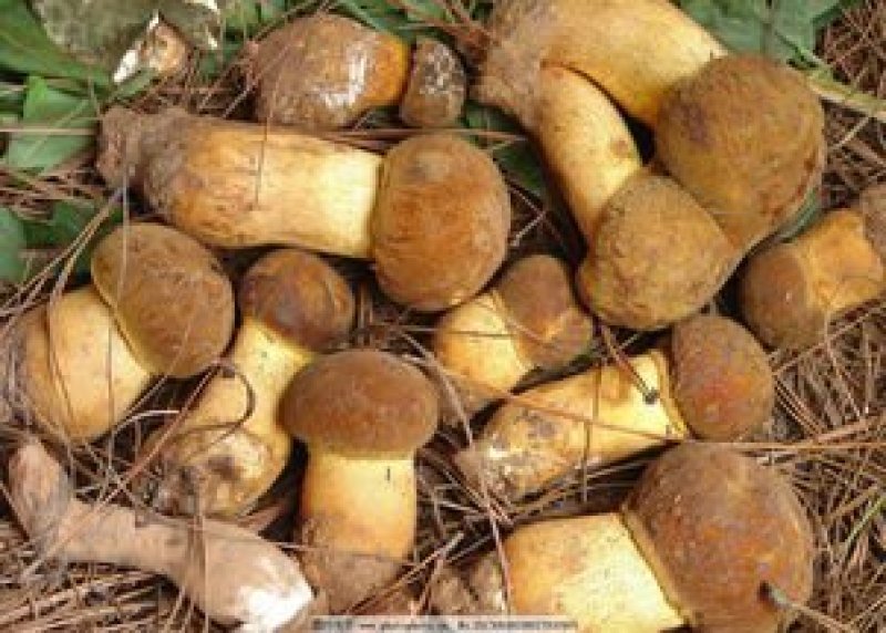 野生菌，
