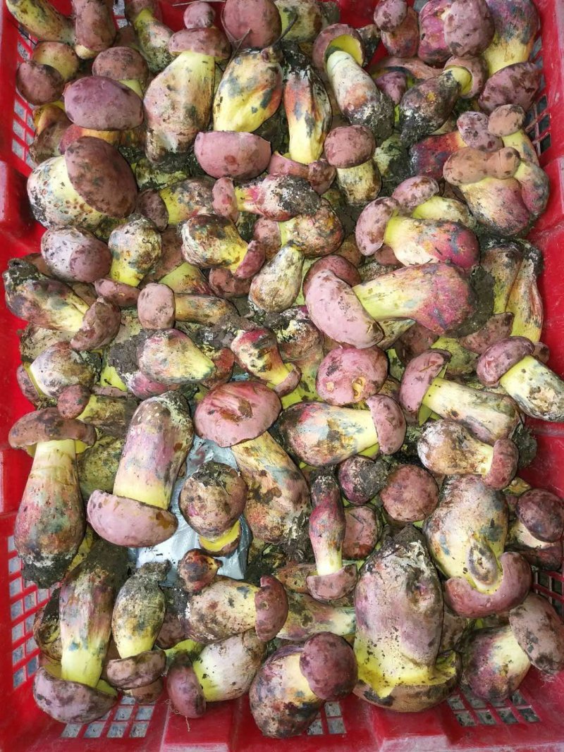 野生菌，