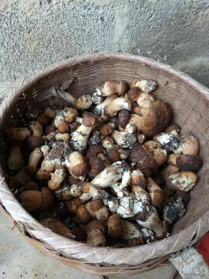 野生菌，