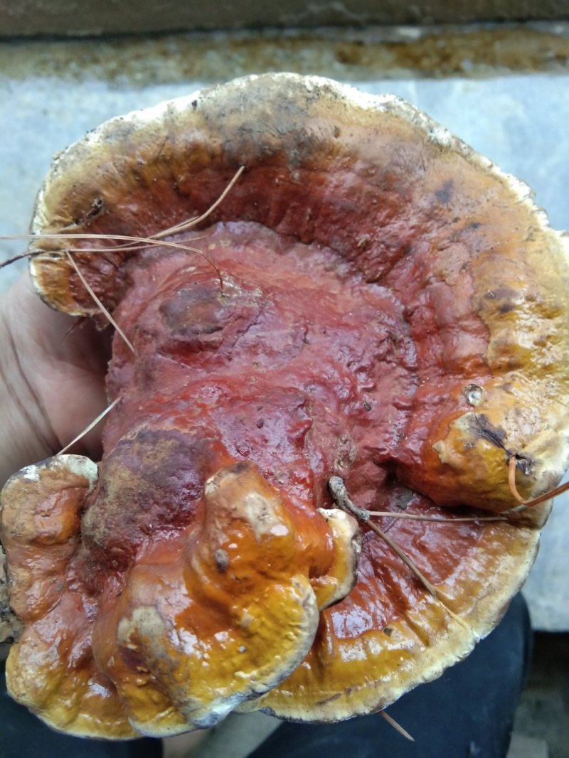 野生菌，10斤起批