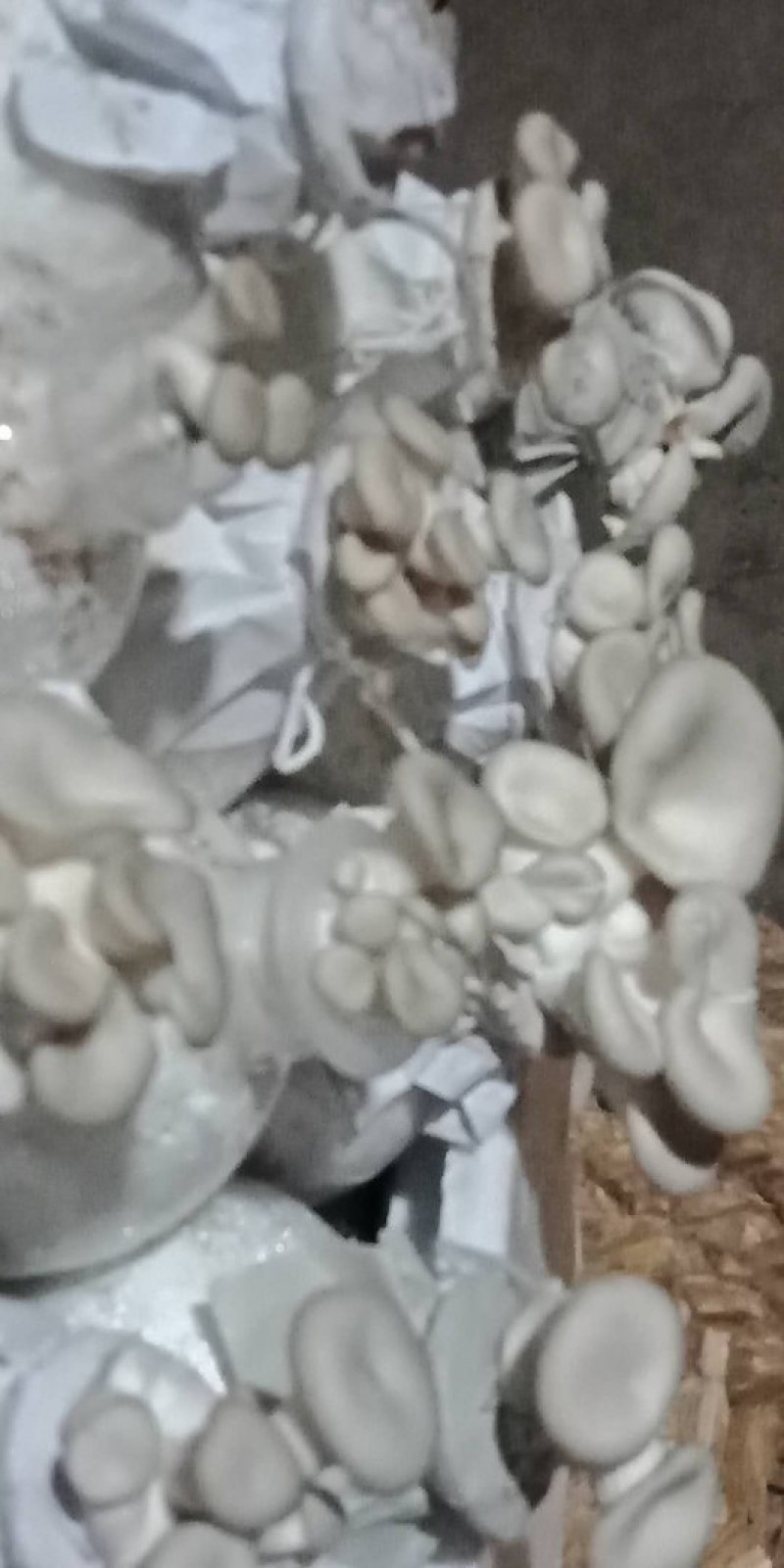 平菇种苗