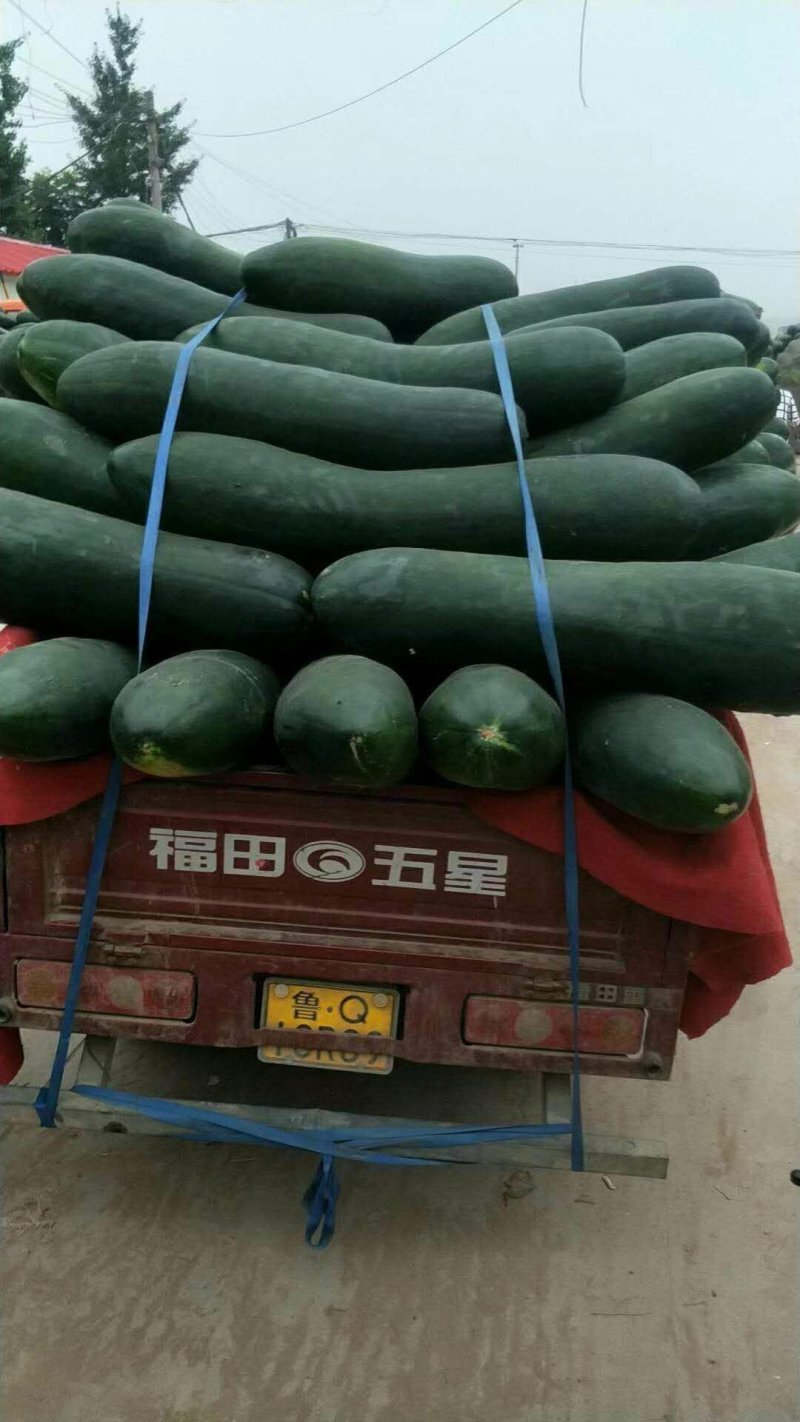 精品黑皮大冬瓜20斤打底地冬瓜基地直供代发全国