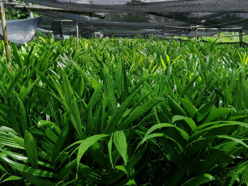 槟榔苗