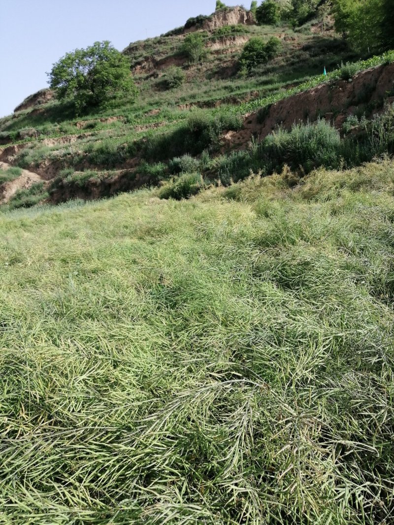 天然菜籽油