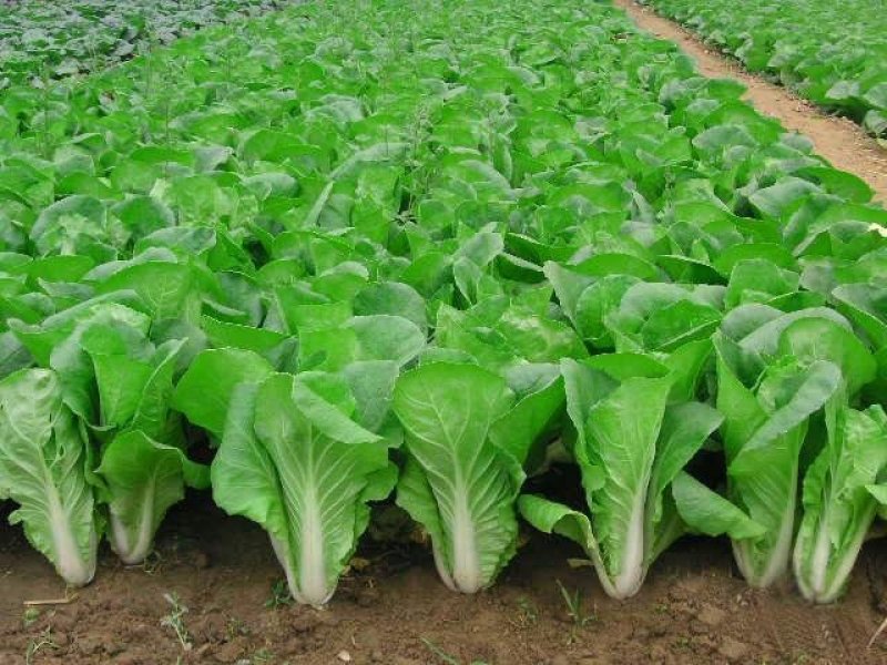 快菜小白菜种子金牌速生快菜四季可播种蔬菜种子