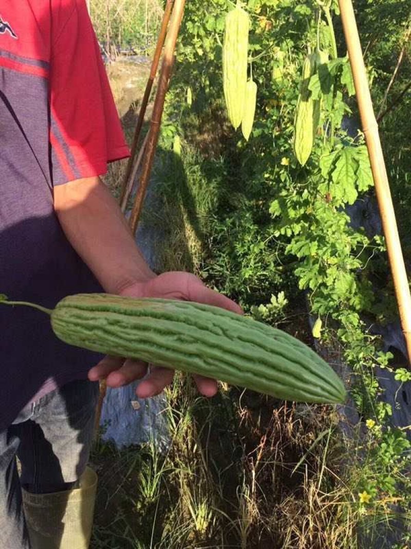 多凉油青苦瓜苗（青绿顺直少弯瓜）品质保证，欢迎大家来电咨询