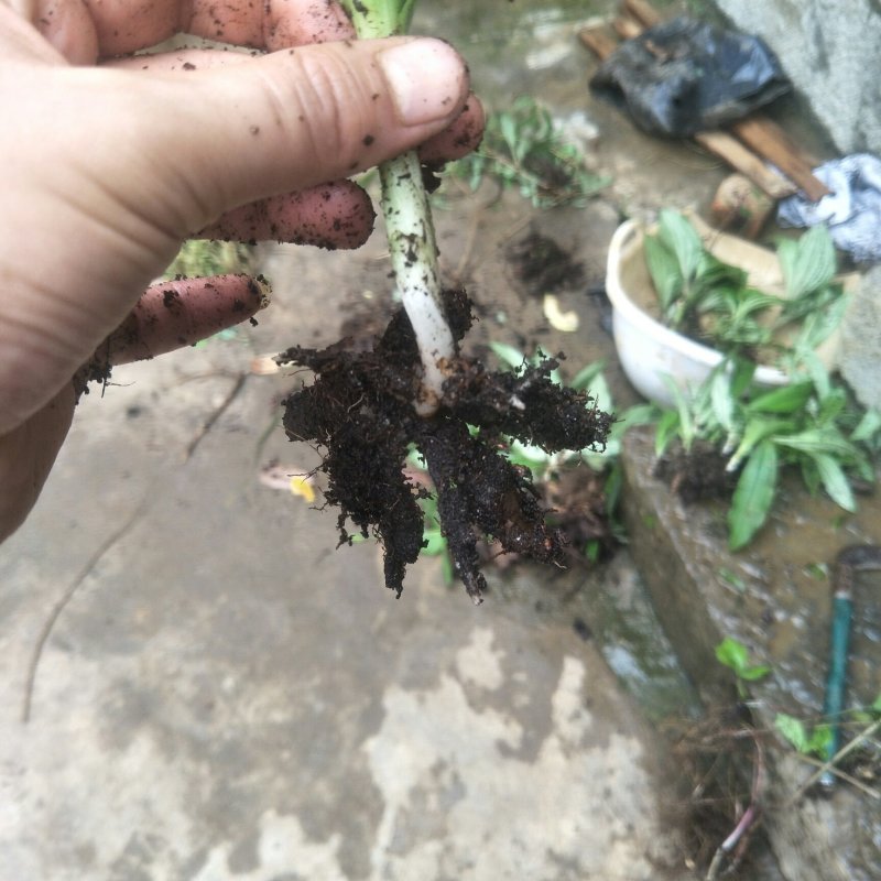 双肾草野生双肾草块根，双肾参块根鲜货出售(单颗出售)