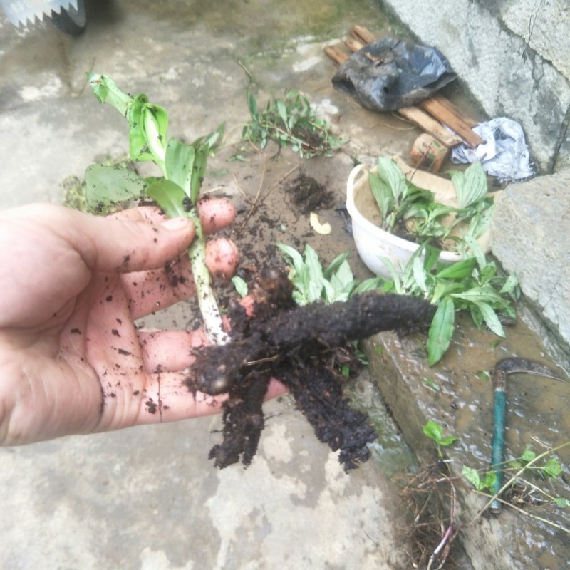 双肾草野生双肾草块根，双肾参块根鲜货出售(单颗出售)