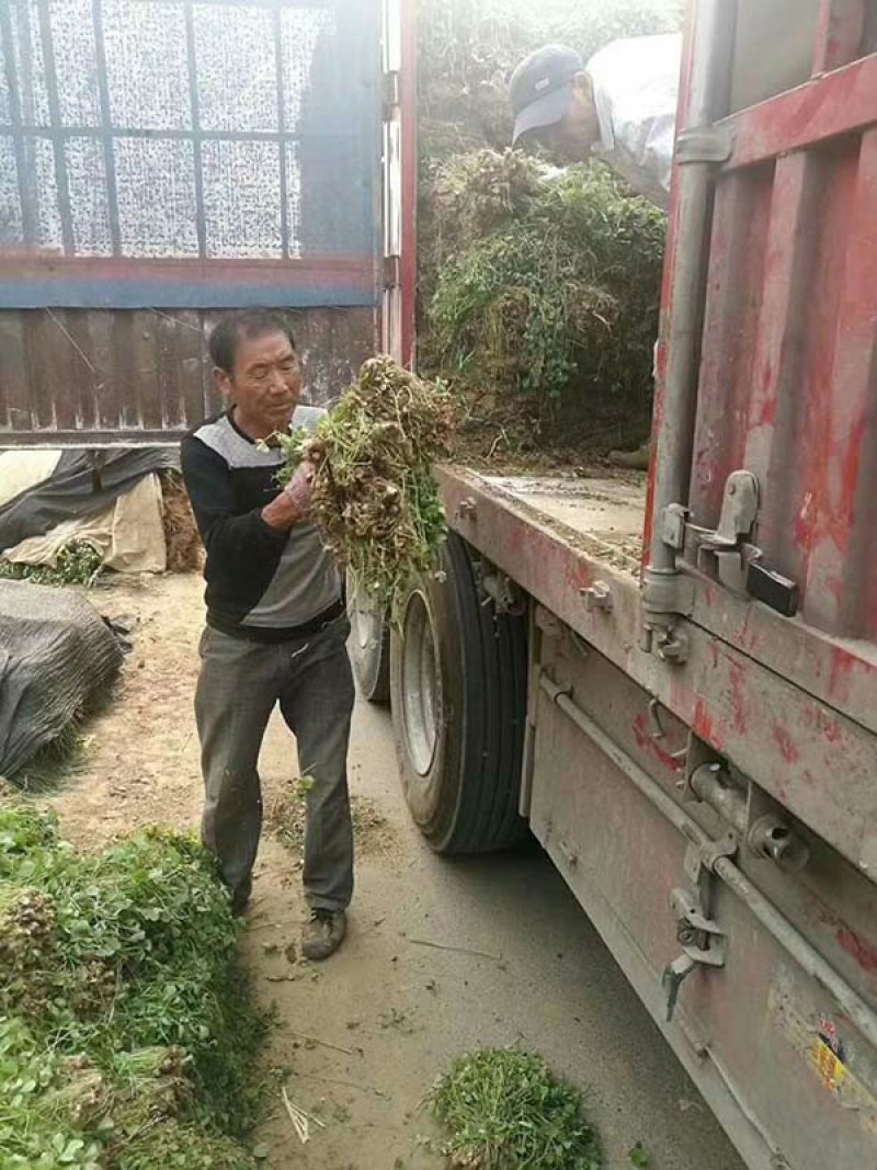 常年批发零售红花酢浆草价格优惠，品质好发芽率高。全国邮购