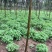 常年批发零售红花酢浆草价格优惠，品质好发芽率高。全国邮购