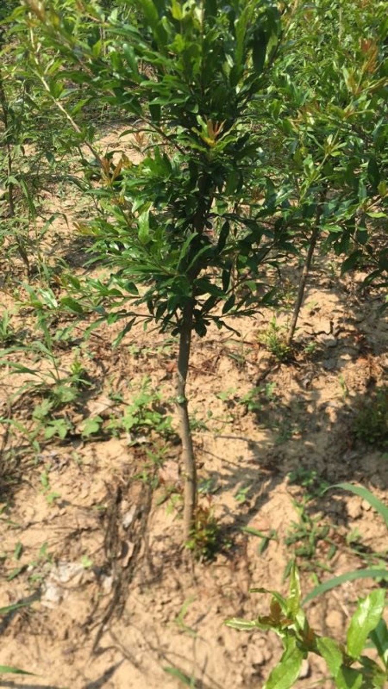 盆栽石榴树苗新品种--蒙阳红石榴苗，果实特大汁多味甜