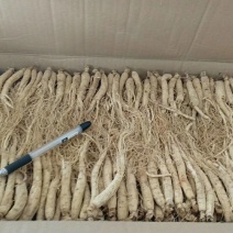 振兴药材批发供应白参保质保量常年供应诚信合作薄利多销