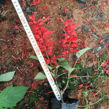 一串红云南一串红杯苗一串红多种规格一串红一手货源