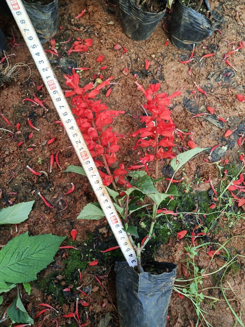 一串红云南一串红杯苗一串红多种规格一串红一手货源