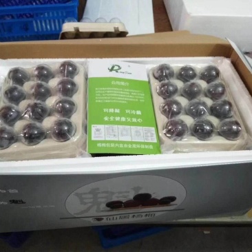 东魁杨梅