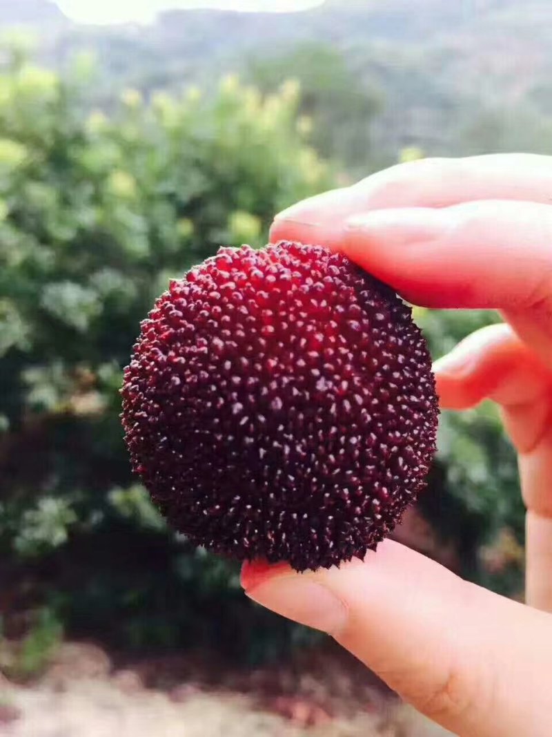 东魁杨梅