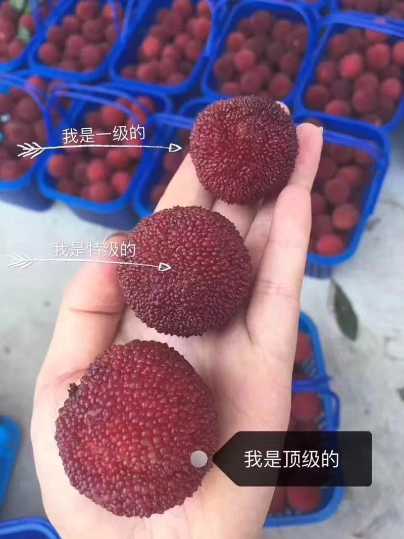 东魁杨梅