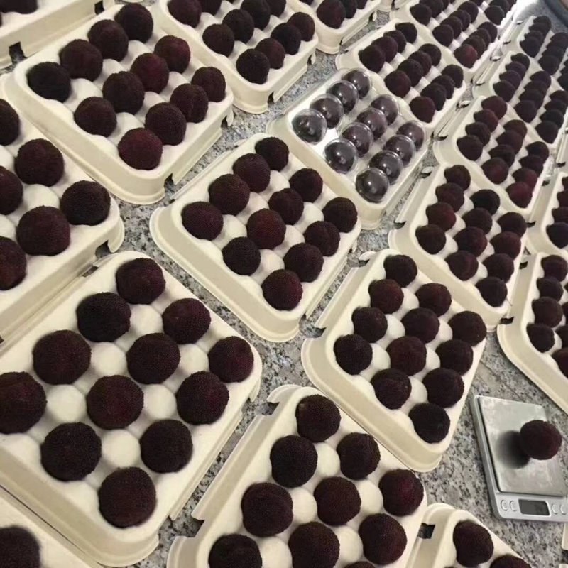 东魁杨梅