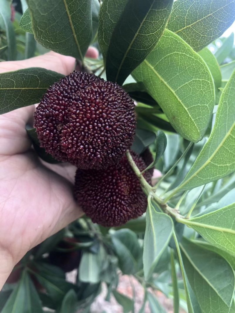 东魁杨梅