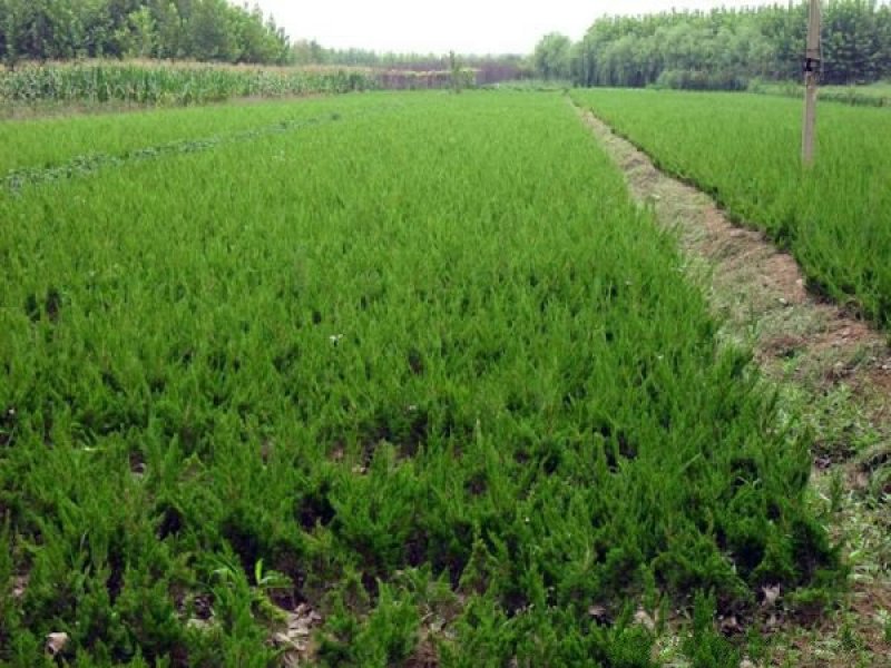 常年批发供应小龙柏价格优惠，冠幅大枝条密，生长旺盛